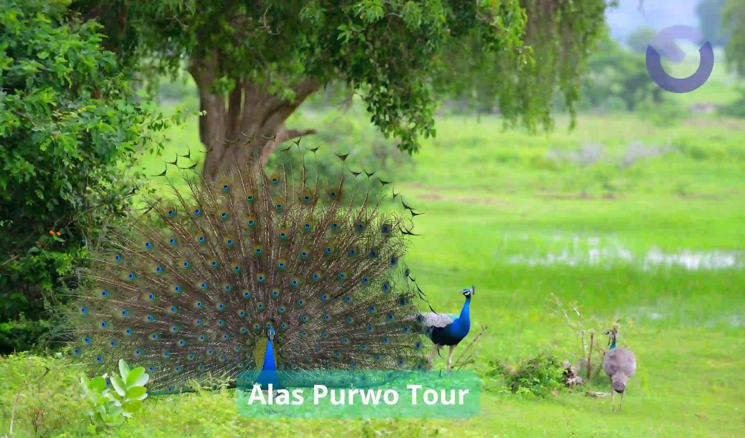 Alas Purwo Tour