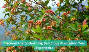 Discover the Enchanting Bali Clove Plantation Tour Experience