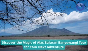 Discover the Magic of Alas Baluran Banyuwangi Tour for Your Next Adventure