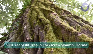 500+ Year-Old Tree in Corkscrew Swamp, Florida