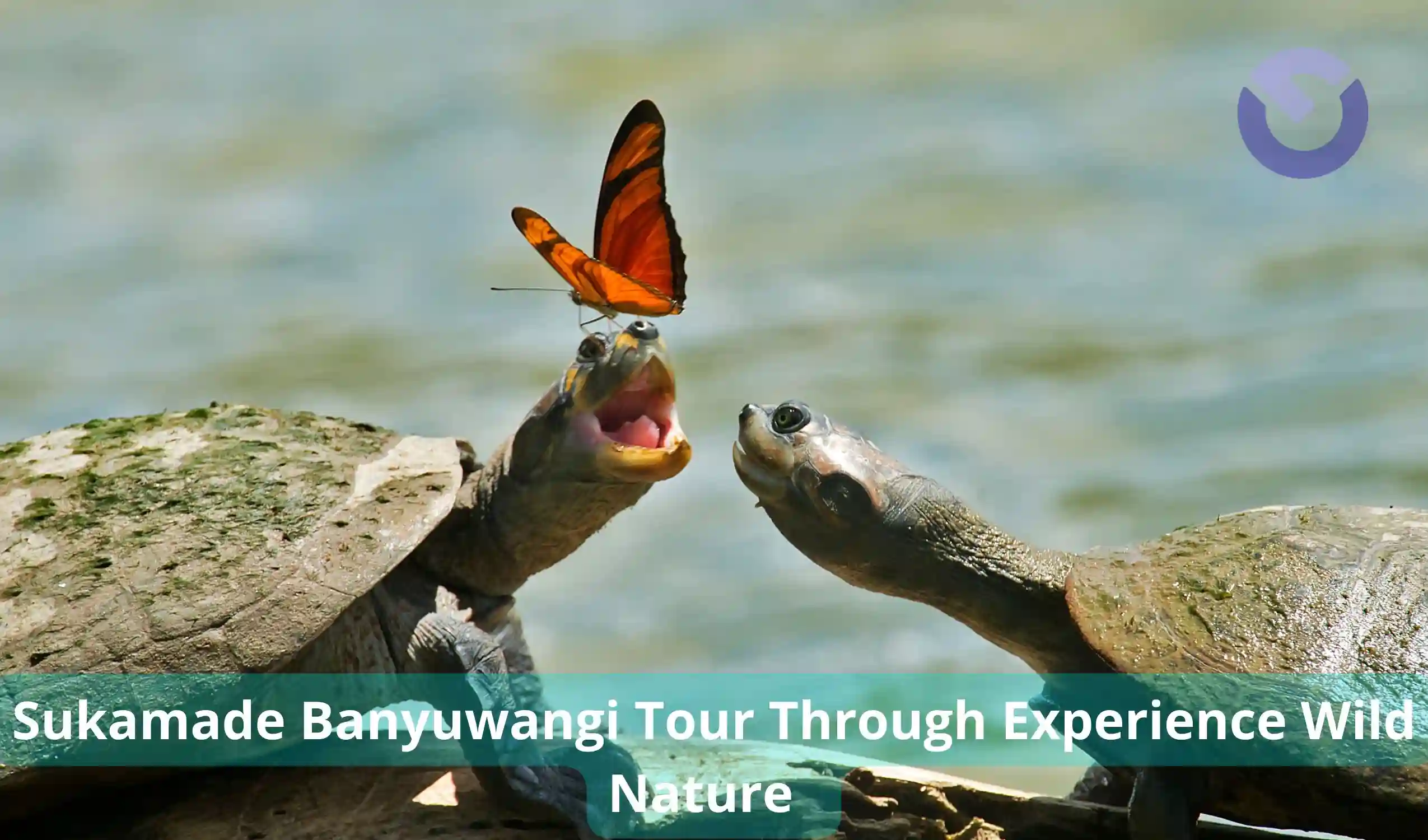 Sukamade Banyuwangi Tour Through Experience Wild Nature