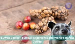 Luwak Coffee Tour Bali Experience the World’s Rarest Coffee