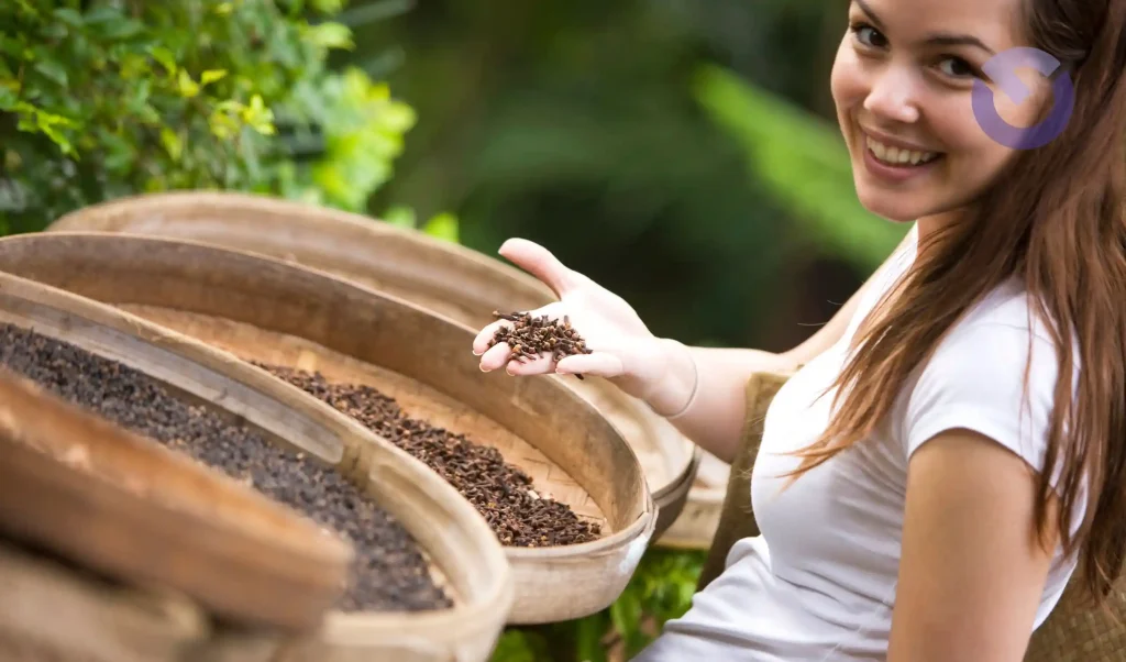Bali Clove Plantation Guide To Northern Bali Farms
