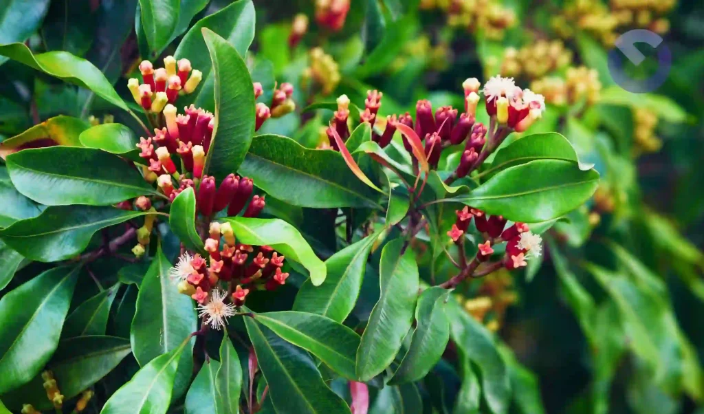Bali Clove Plantation Tour Through Highland Spice Farms