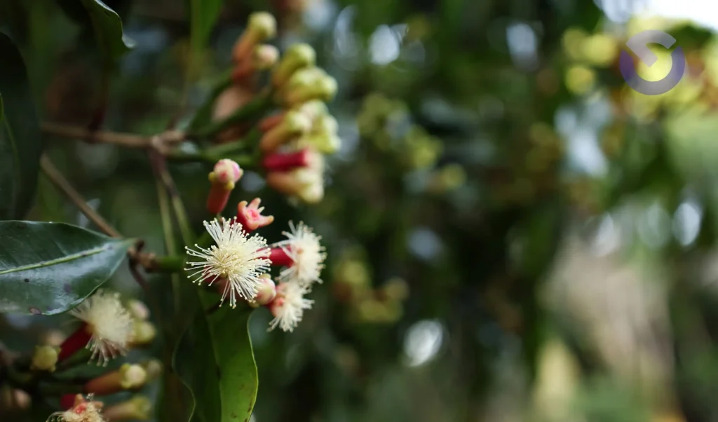 Clove Plantation Bali Guide To Highland Spice Farms