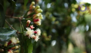 Clove Plantation Bali Guide To Highland Spice Farms